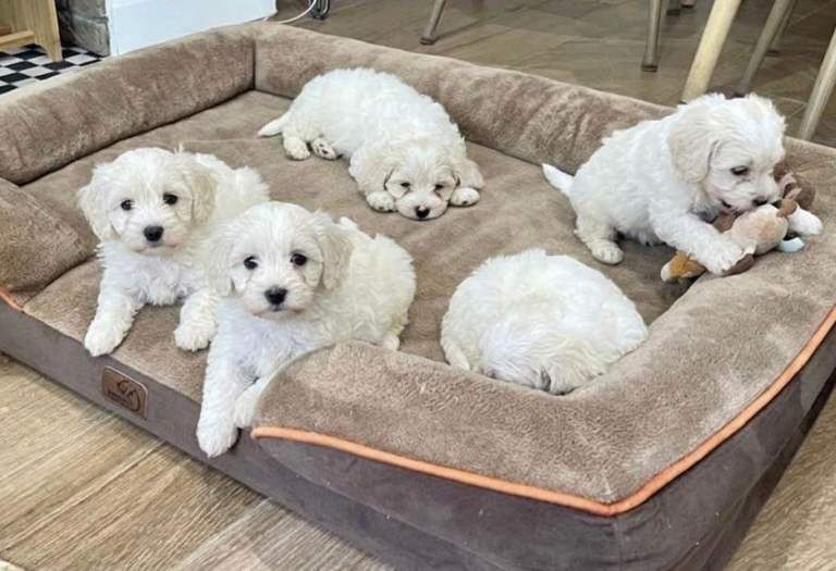 Cockapoo Puppies - Image 4 of 6