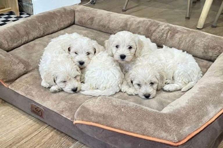 Cockapoo Puppies - Image 5 of 6