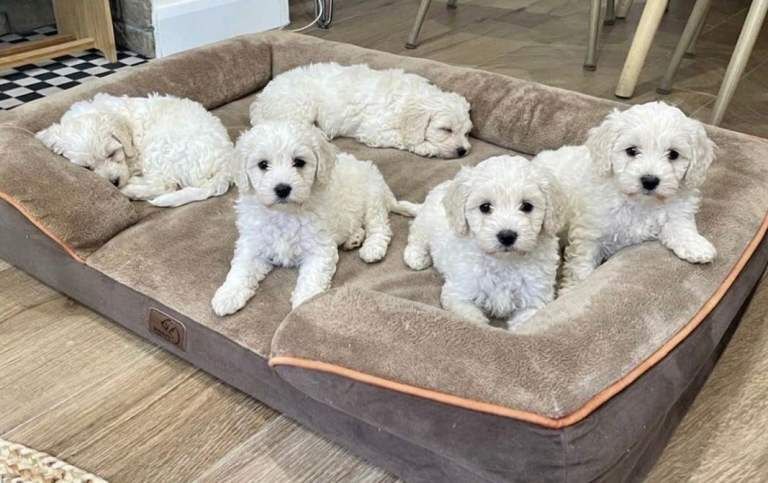 Cockapoo Puppies - Image 6 of 6