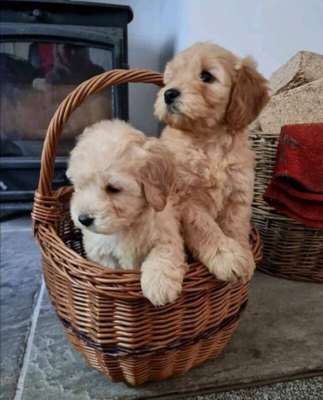 Cockapoo puppies
