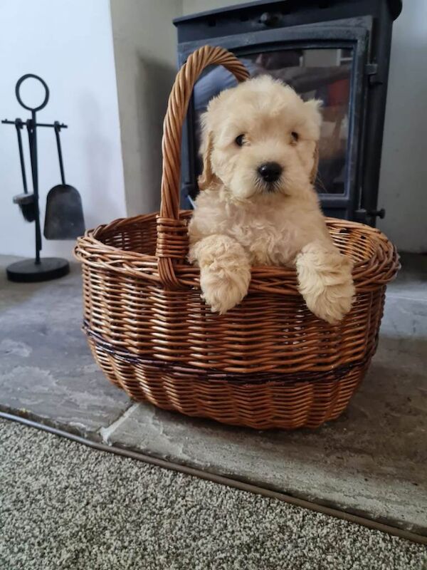 Cockapoo puppies - Image 2 of 5