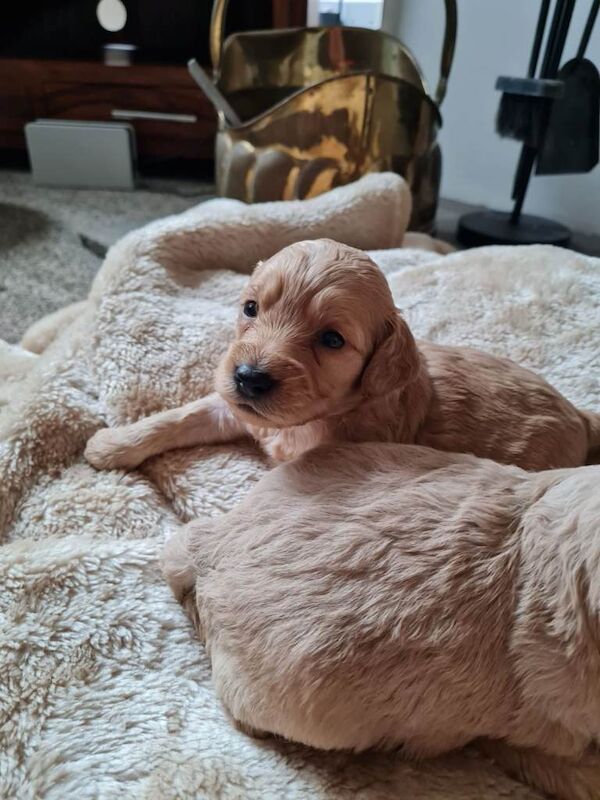 Cockapoo puppies - Image 3 of 5