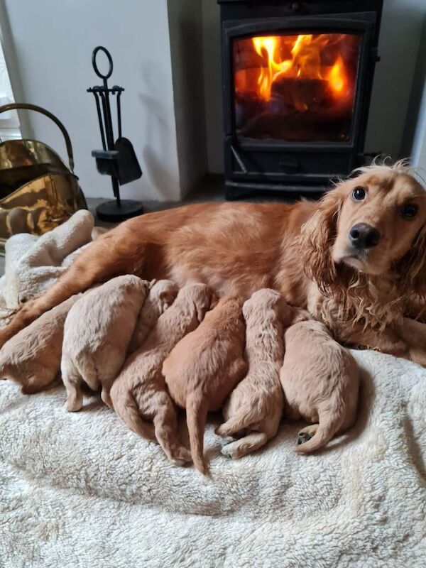 Cockapoo puppies - Image 4 of 5