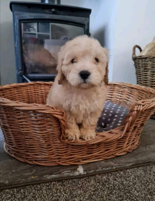 Cockapoo puppies - Image 5 of 5