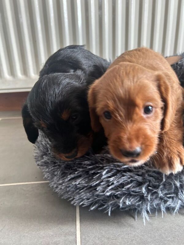 Cockapoo puppies