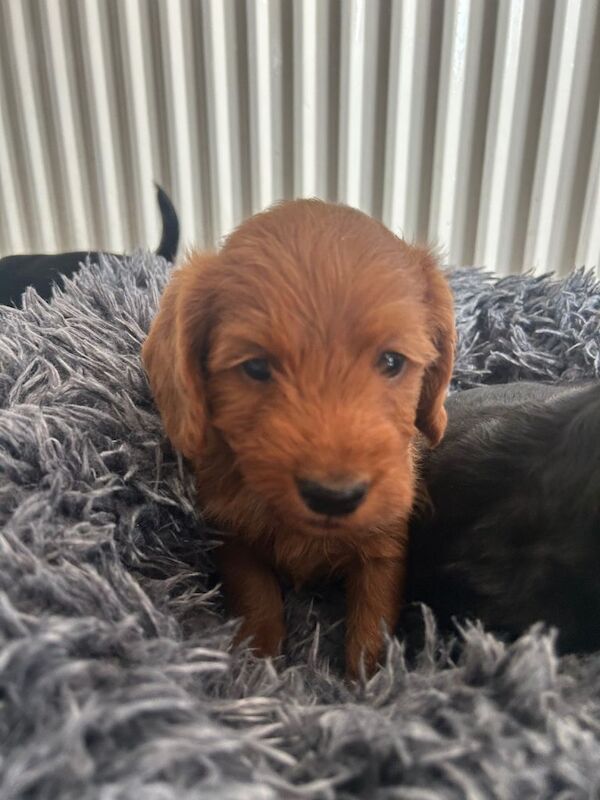 Cockapoo puppies - Image 2 of 5