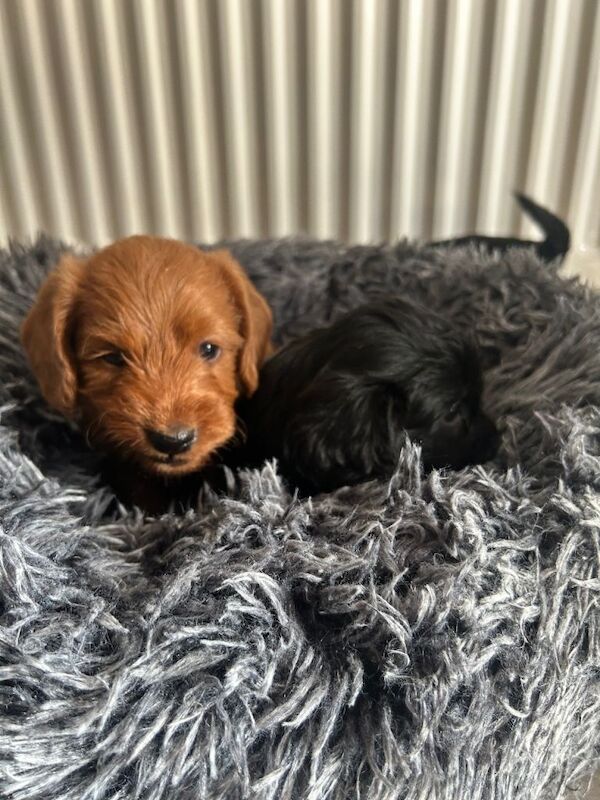 Cockapoo puppies - Image 3 of 5