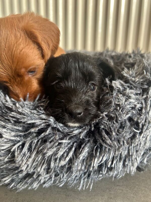 Cockapoo puppies - Image 4 of 5