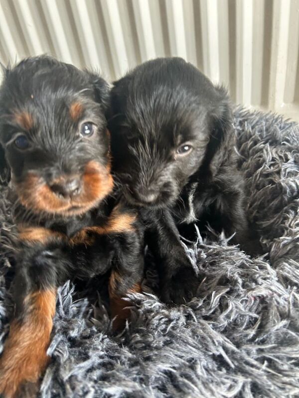 Cockapoo puppies - Image 5 of 5