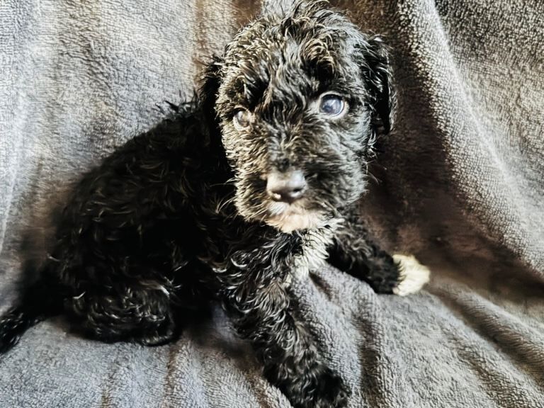 Cockapoo Puppies For Sale