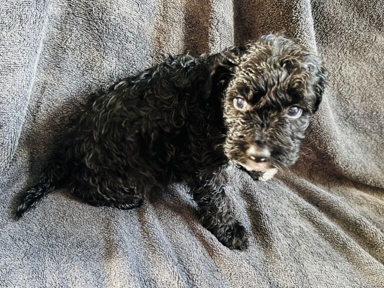 Cockapoo puppies - Image 2 of 4