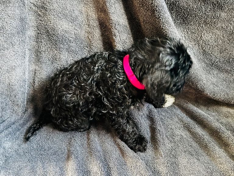 Cockapoo puppies - Image 3 of 4