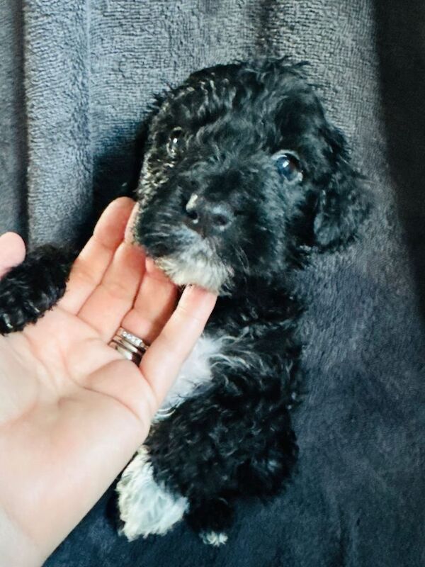 Cockapoo puppies - Image 4 of 4