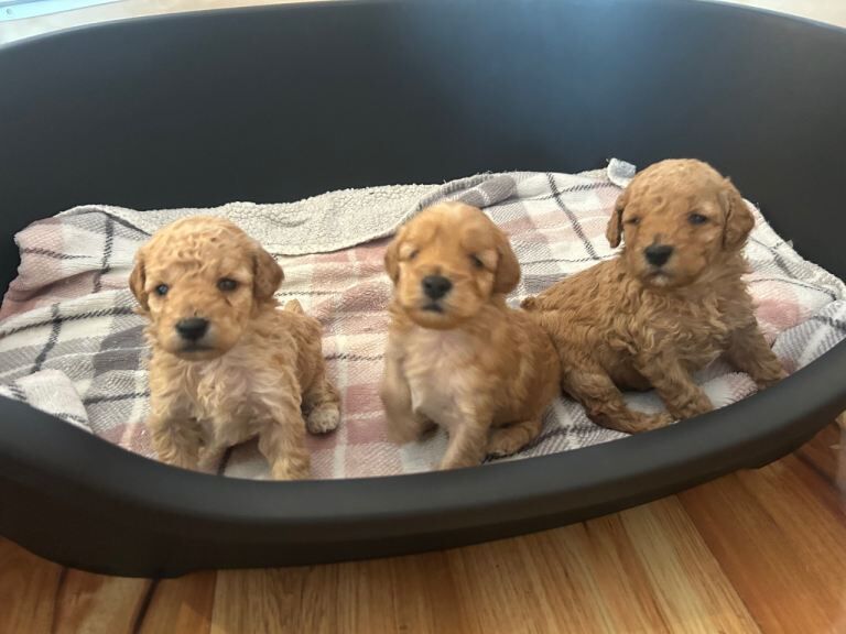 Cockapoo Puppies