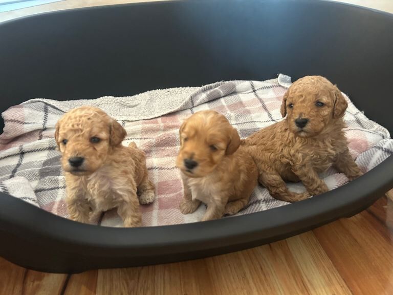 Cockapoo Puppies - Image 2 of 4
