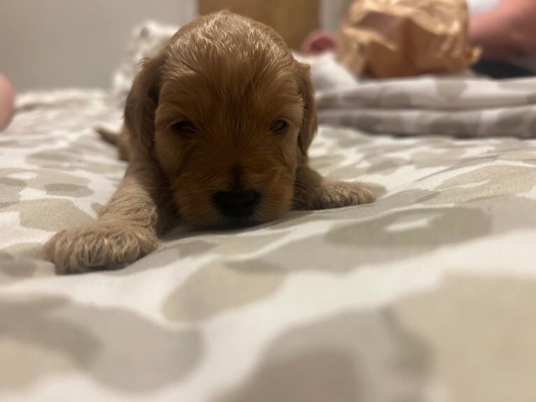 Cockapoo Puppies - Image 3 of 4