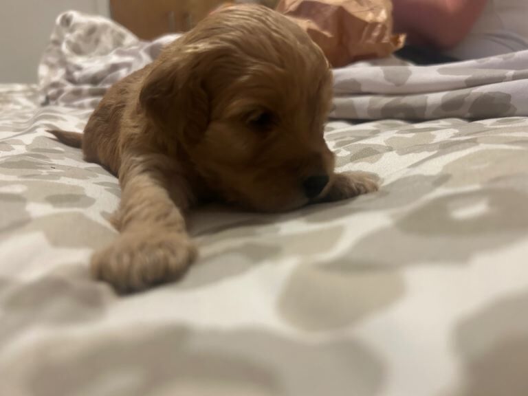 Cockapoo Puppies - Image 4 of 4