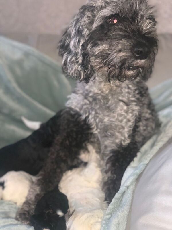 Cockapoo puppies - Image 2 of 4