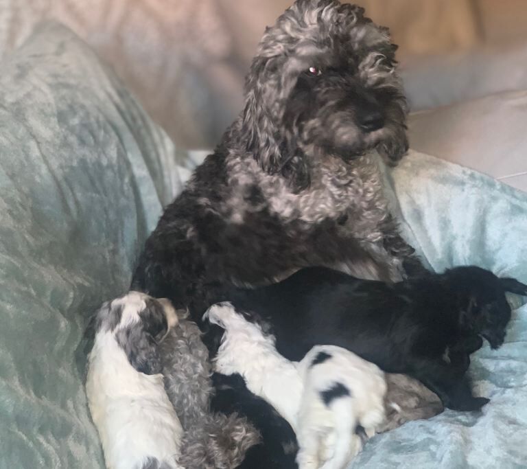 Cockapoo puppies - Image 3 of 4