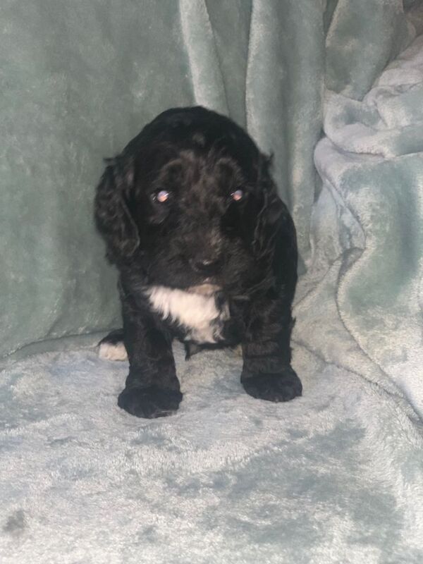 Cockapoo puppies - Image 4 of 4