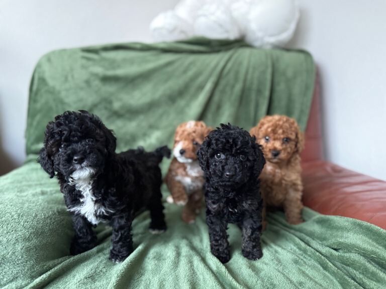 Cockapoo Puppies For Sale Under £1,000
