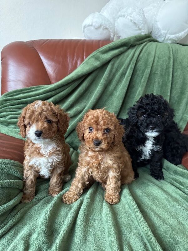 Cockapoo Puppies - Image 2 of 4