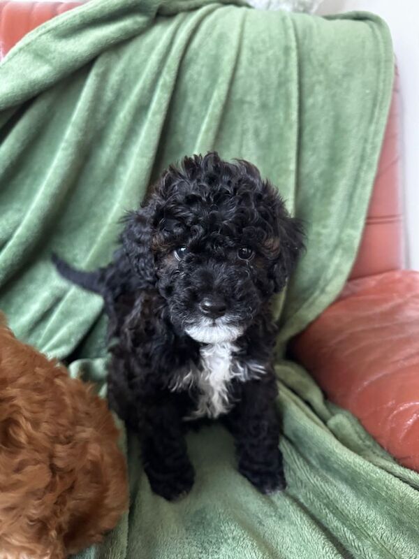 Cockapoo Puppies - Image 3 of 4