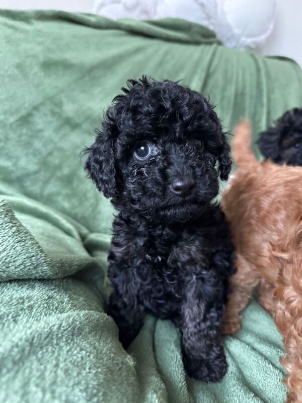 Cockapoo Puppies - Image 4 of 4