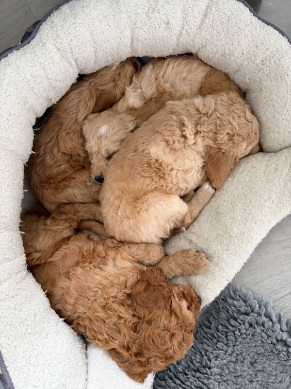 Cockapoo puppies - Image 2 of 4
