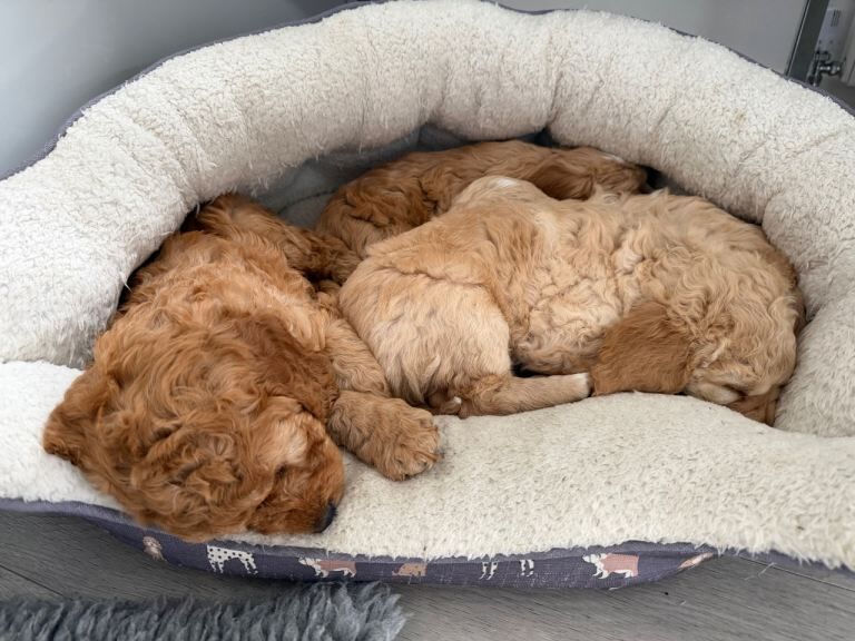 Cockapoo puppies - Image 3 of 4