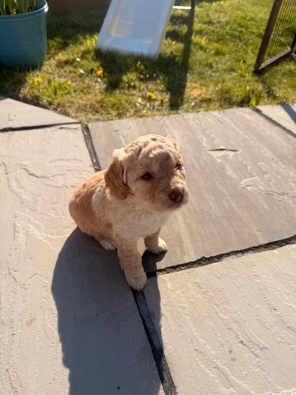 Cockapoo puppies - Image 4 of 4
