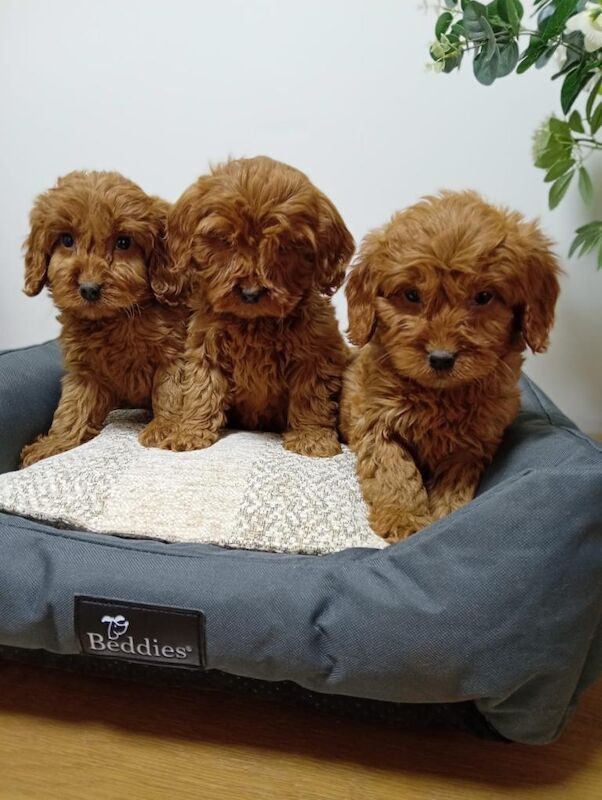 Cockapoo Puppies For Sale