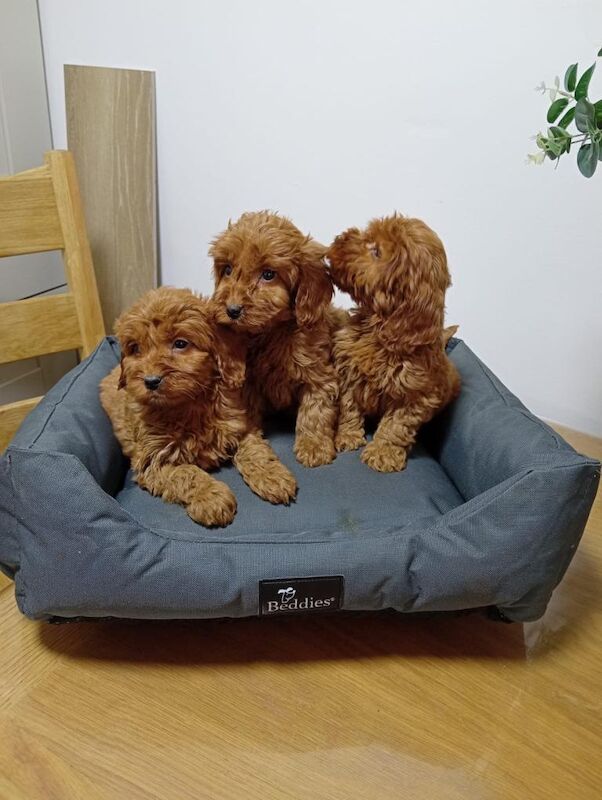 Cockapoo puppies - Image 2 of 4
