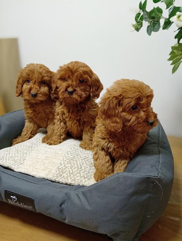 Cockapoo puppies - Image 3 of 4