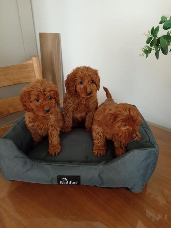 Cockapoo puppies - Image 4 of 4