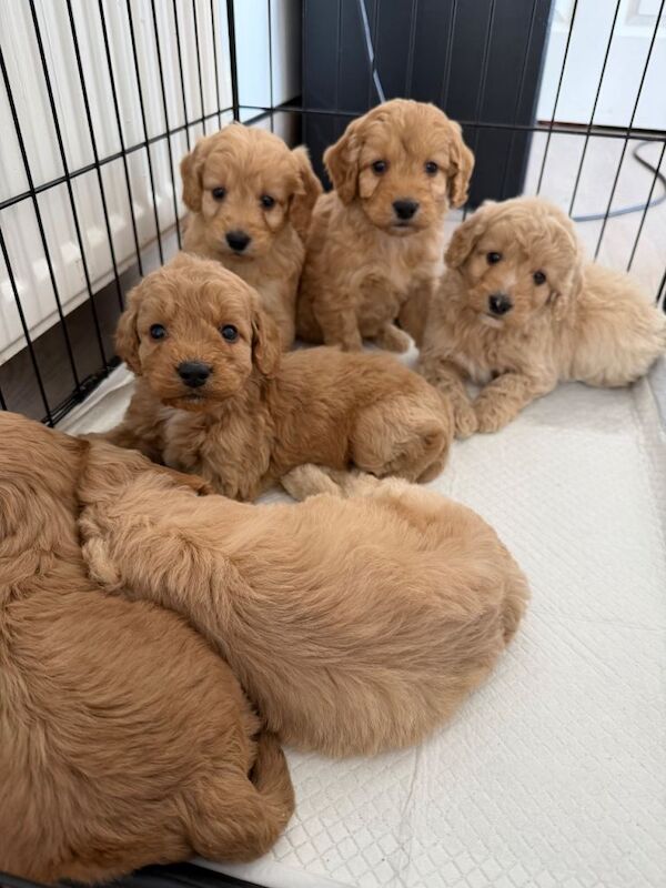 Cockapoo Puppies For Sale