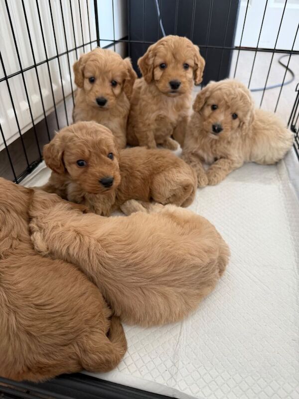 Cockapoo puppies - Image 2 of 6