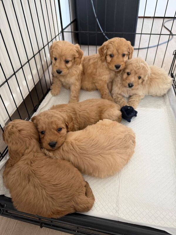 Cockapoo puppies - Image 3 of 6