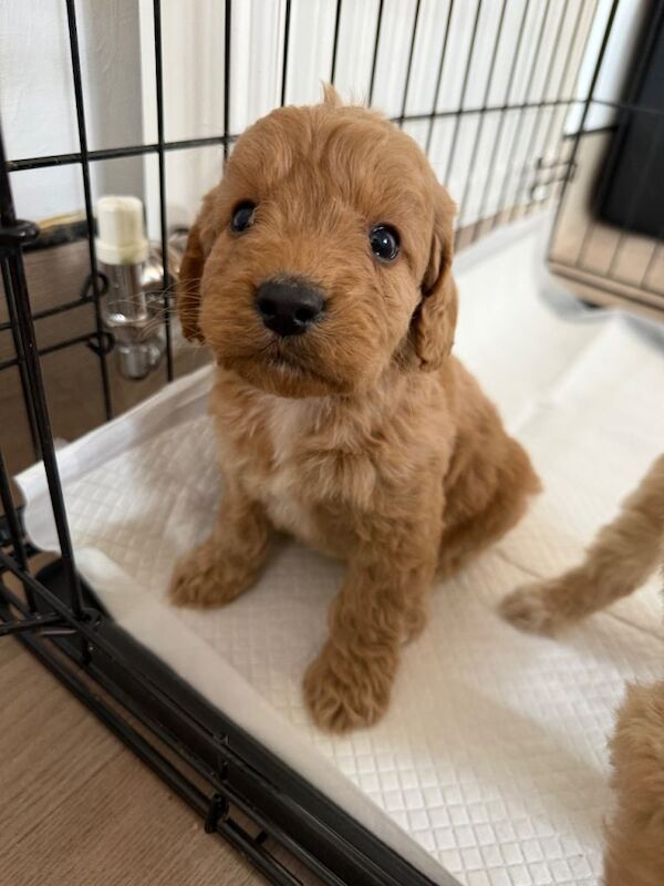 Cockapoo puppies - Image 4 of 6