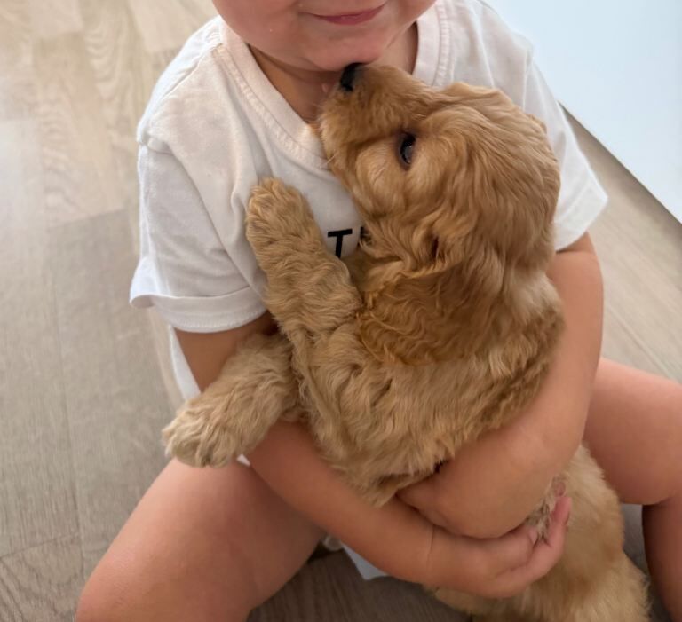 Cockapoo puppies - Image 5 of 6