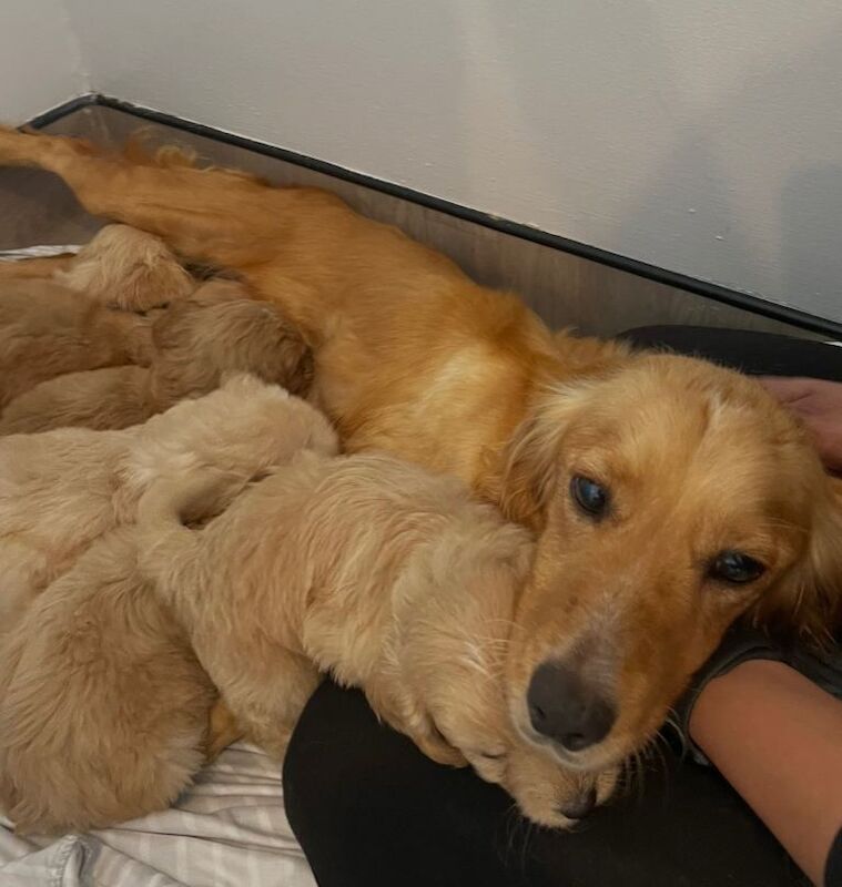Cockapoo puppies - Image 6 of 6