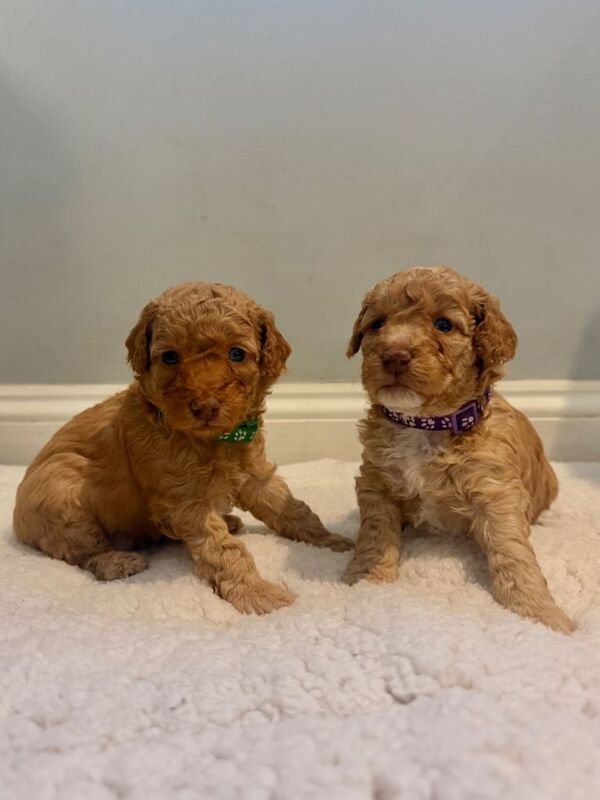 Cockapoo puppies - Image 2 of 2