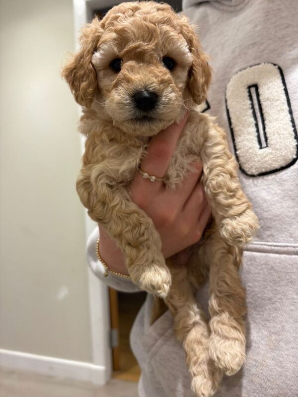 Cockapoo puppies
