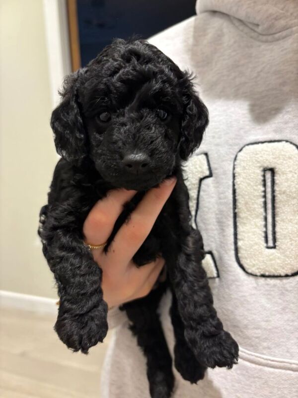 Cockapoo puppies - Image 2 of 6