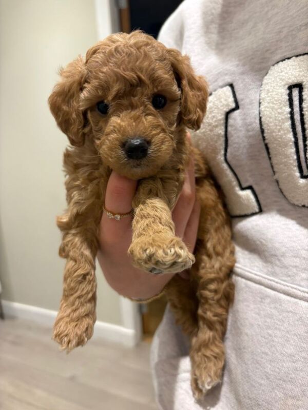 Cockapoo puppies - Image 3 of 6