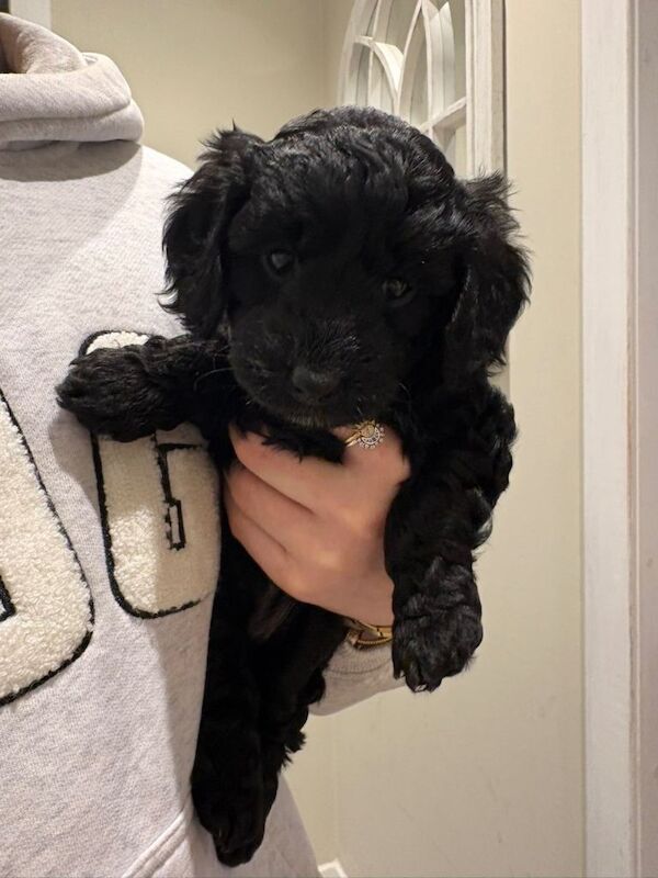 Cockapoo puppies - Image 4 of 6