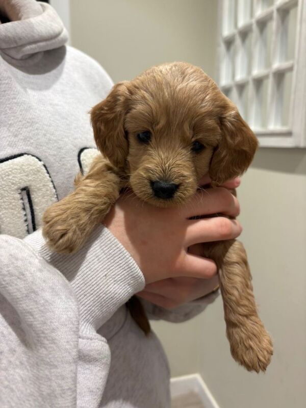 Cockapoo puppies - Image 5 of 6