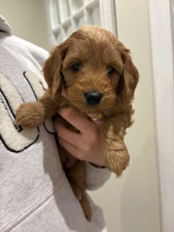 Cockapoo puppies - Image 6 of 6