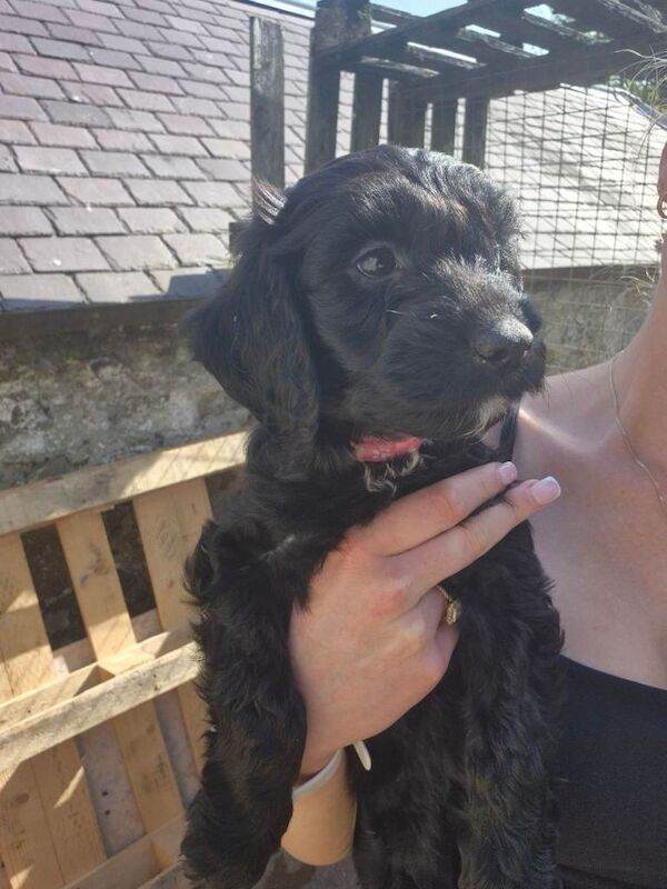 cockapoo puppies