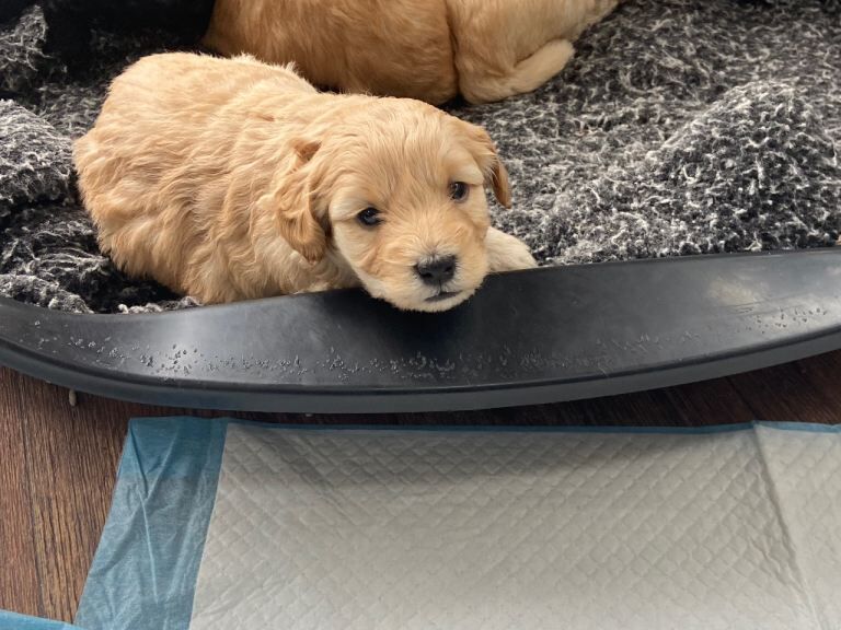 Cockapoo puppies